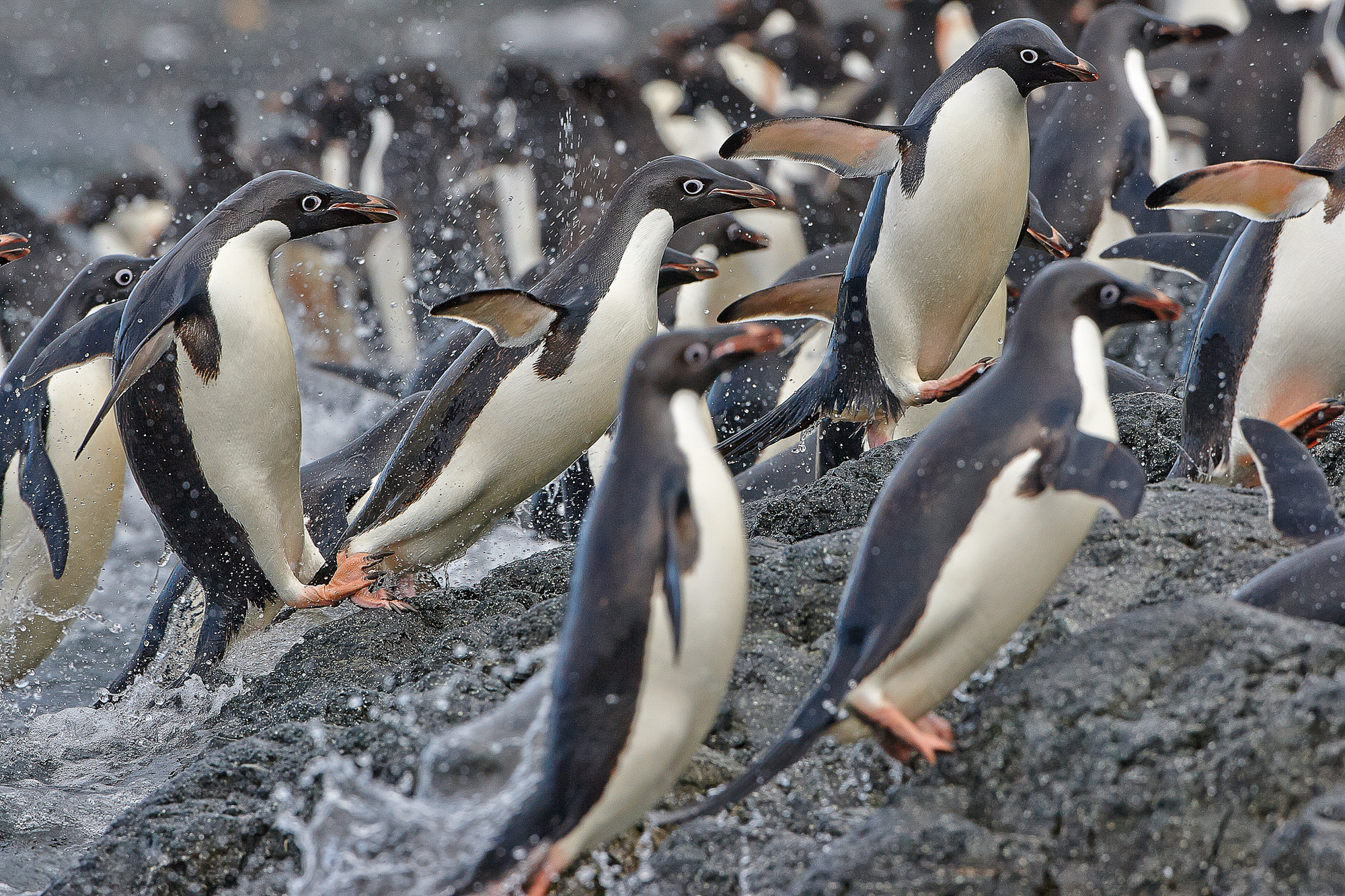 Anlanden der Adieliepinguine